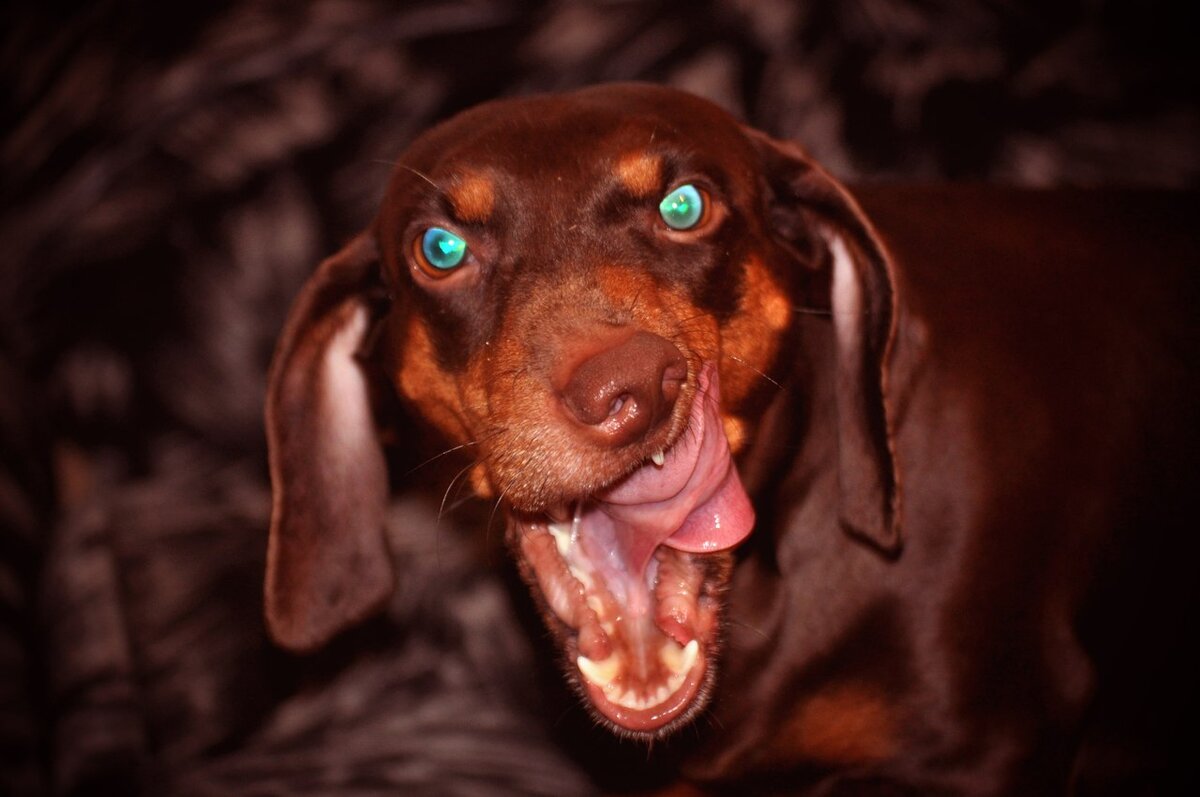 Ничего страшного, просто облизываемся...Но каков вид. И каковы зубы.