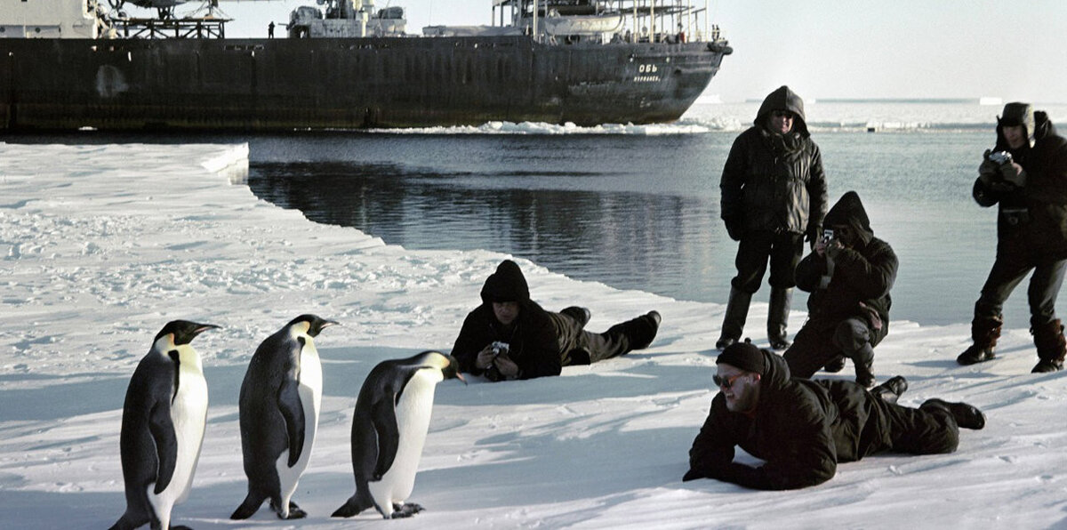 Поднимать пингвинов в антарктиде вакансии