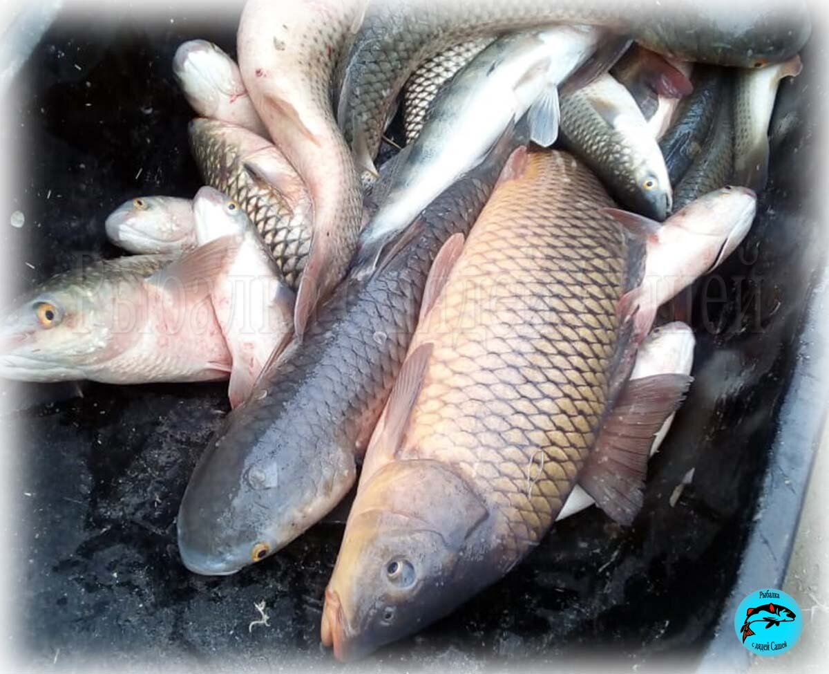 Касимов рыбалка ока. Балушевы починки событий рыбалка. Почему зимой рыба есть но не клюет. Касимов рыбалка ока. Балушевы починки ока.