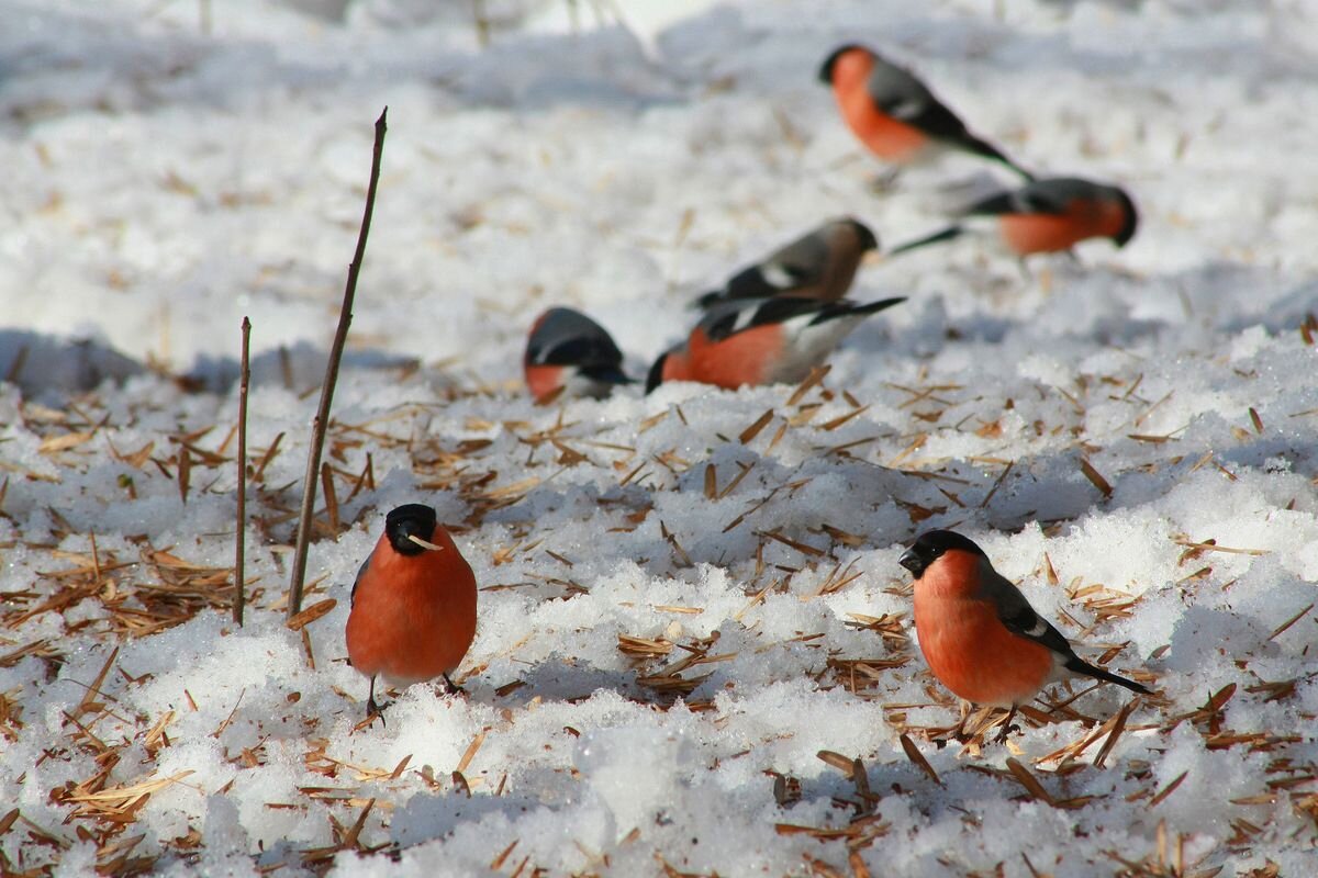 Автор фото : Александр Свистков