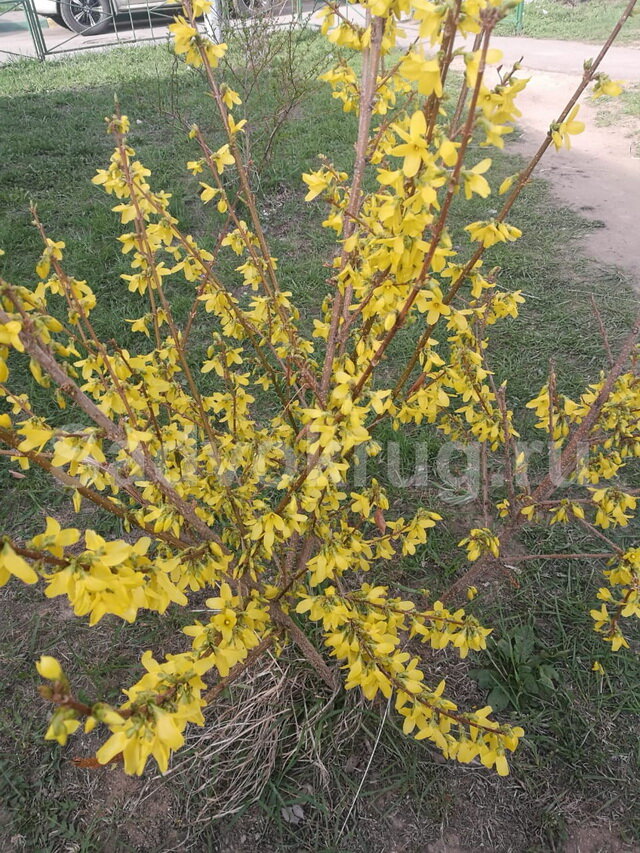 Солнечная форзиция на участке