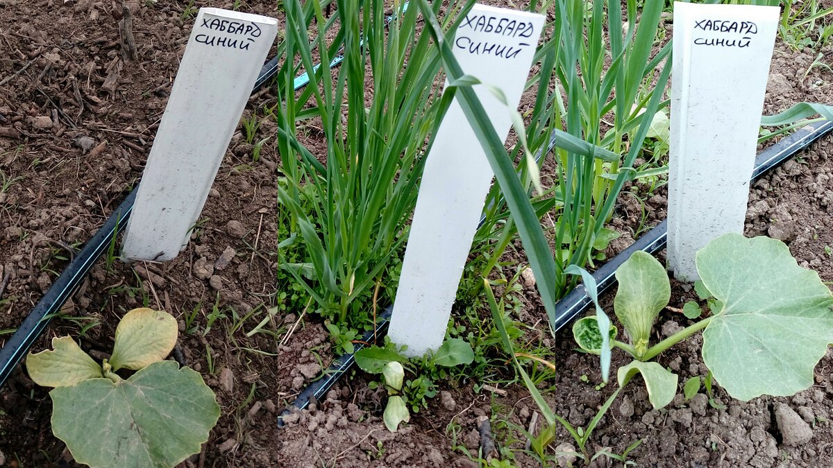 22.05.2018 - рассада довольно хилая