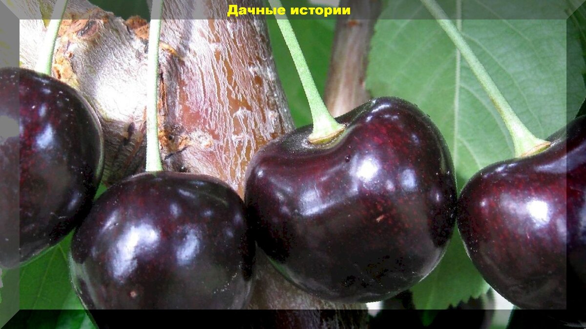 "Ленинградская черная" https://vk.com/photo-159774511_456242081