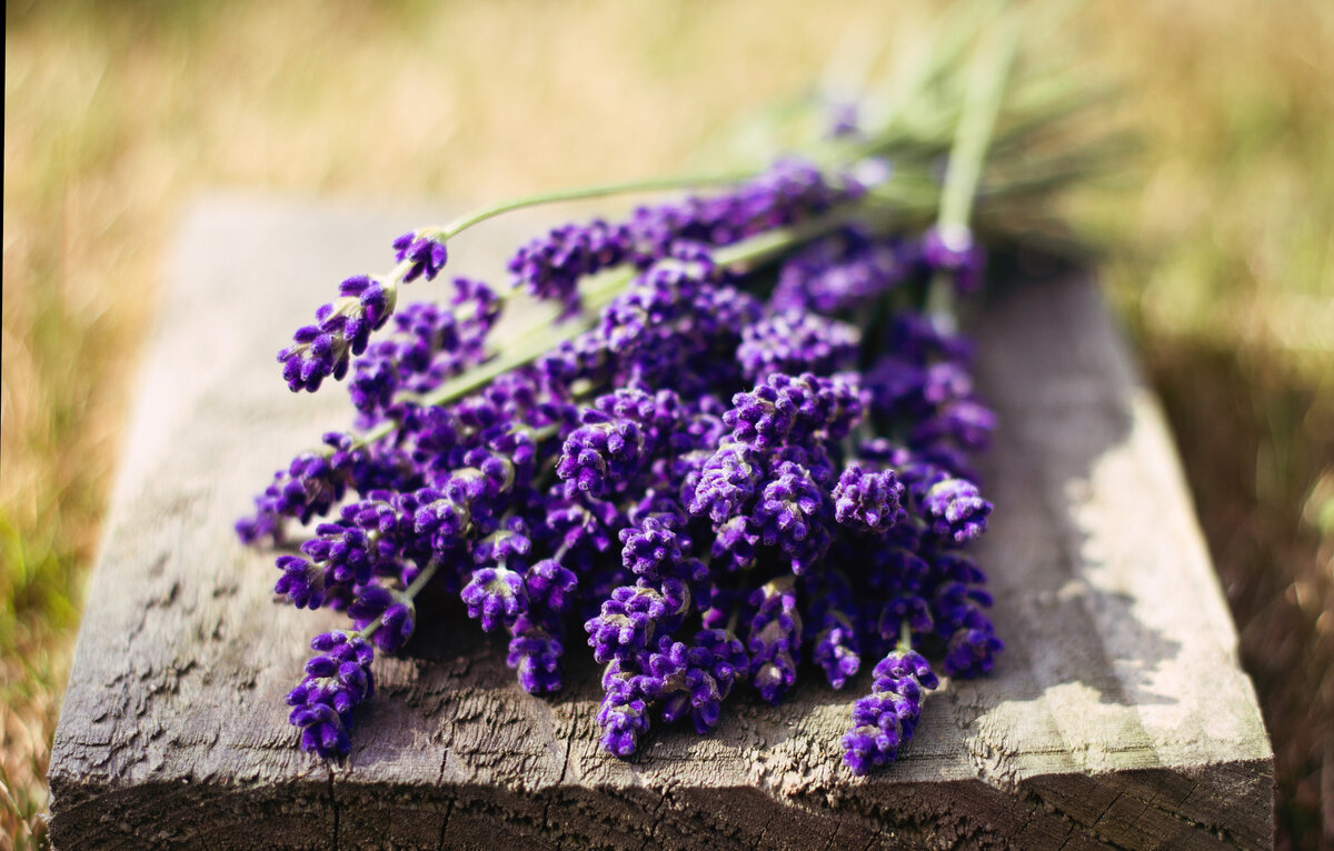 https://www.firestock.ru/lavanda-lavender/