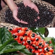 сбор гуараны