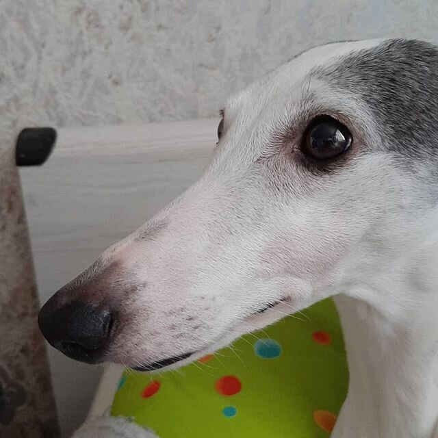 Это моя первая собака - Зебра (Уиппет; самка)