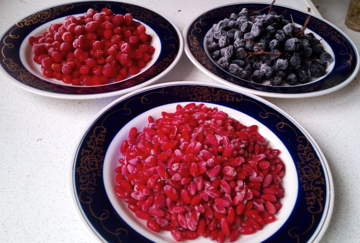 Фото сегодня 16.04.2020 г.  замороженных ягод калины, рябины черноплодной и барбариса, только что вынутых из морозилки, Вы видите они сразу же покрылись инеем. Фото из личного архива автора.