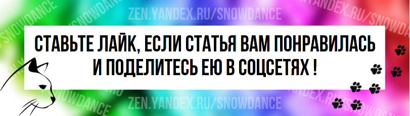 Половой цикл кошек: сезон размножения у домашних питомцев