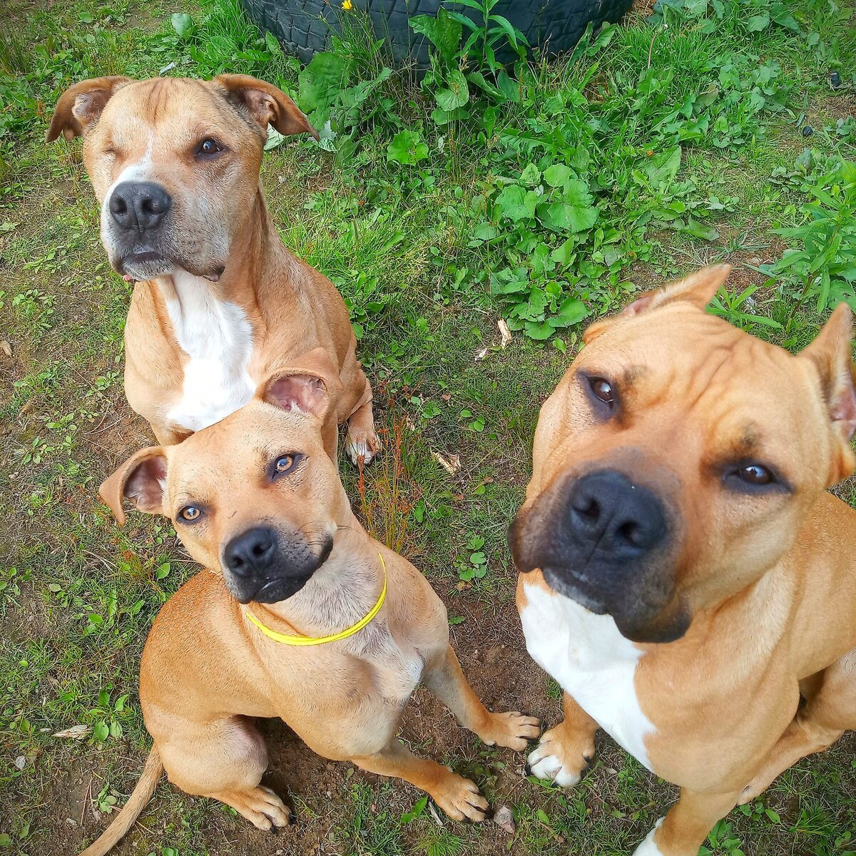 Маруся, Хайнц и наш дед Ясенька