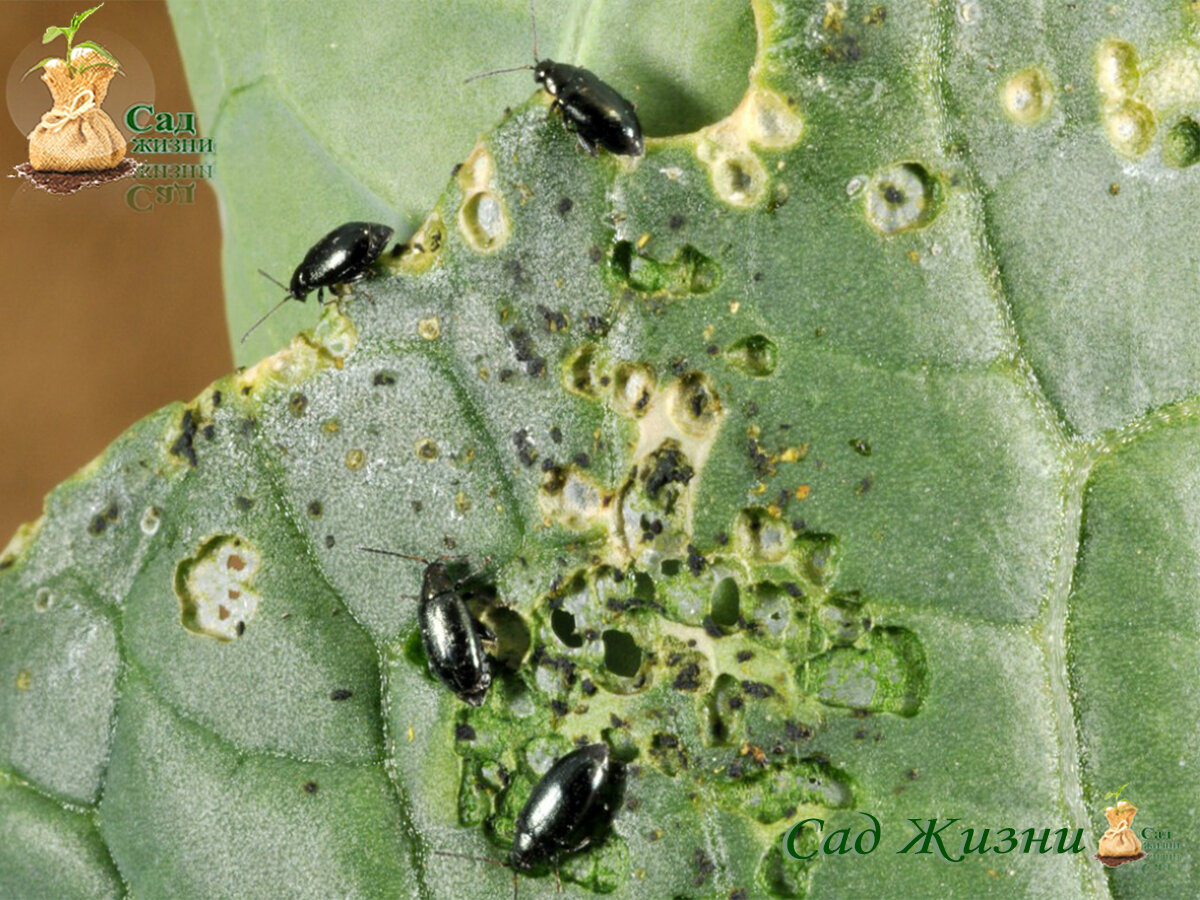 Крестоцветная блошка на капусте