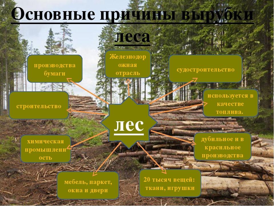 Исследование: каждую секунду в мире исчезает участок леса размером с футбольное поле