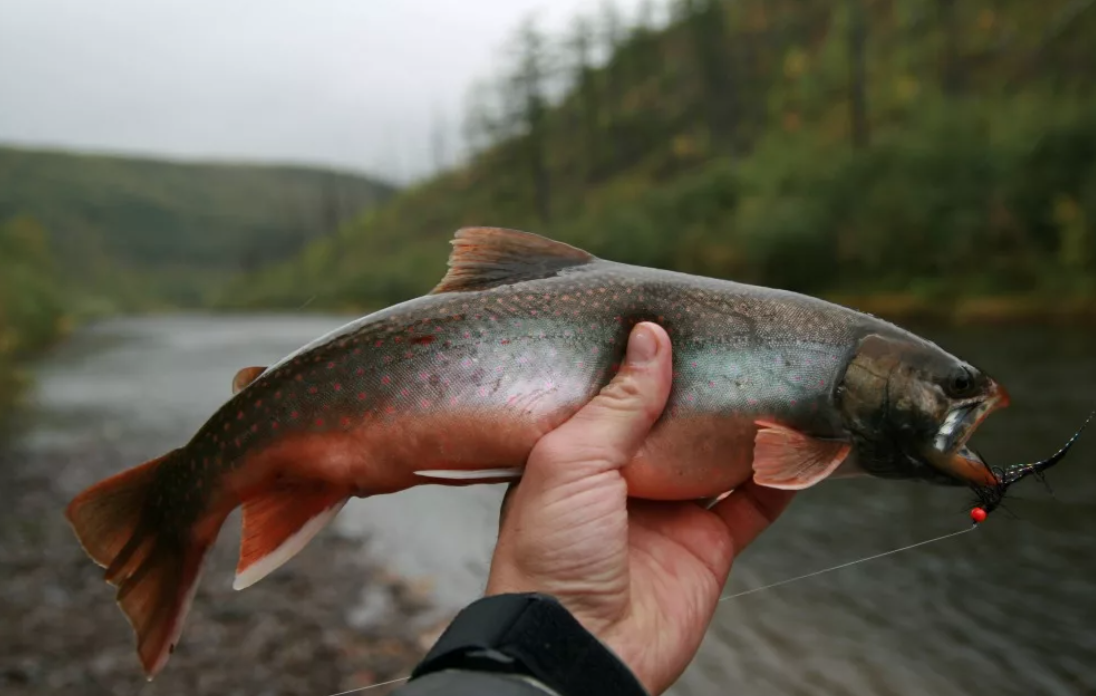 Рыбы дальнего востока. Голец Даватчан. Кунджа (Salvelinus leucomaenis). Голец кунджа. Голец Палия рыба.