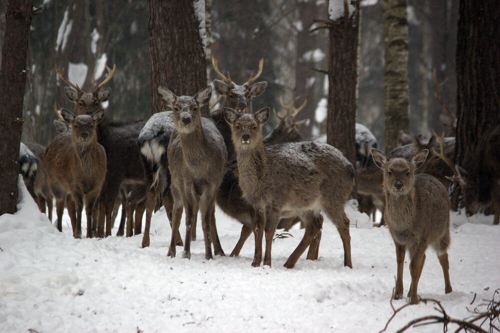 Ни для кого не секрет, что олень является символом Нижегородской области. Но на гербе изображен северный олень, а нам предстоит отправиться в гости к их собратьям – пятнистым оленям, которые сейчас активно обживают территорию охотохозяйств региона. Пройти к ним совсем не просто, но оно того стоило. Олени дружелюбны, любопытны, но, увы, трусливы. Вы им, безусловно, интересны, но страх наладить коммуникацию сковывает движение рогатого животного. Кусок яблока помогает наладить связь, но корм получают в основном вожаки, которые старательно отгоняют других от человека, у которого полный карман вкусностей. Пойдемте вместе? \