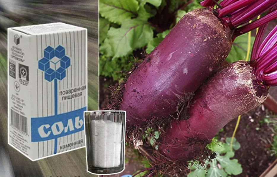 Фотография взята из источника stop-klopu.com