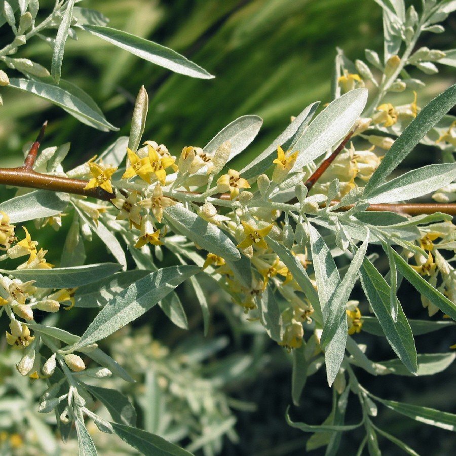 Лох растение. Elaeagnus angustifolia. Лох узколистный. Лох узколистный листья. Лох узколистный цветок.