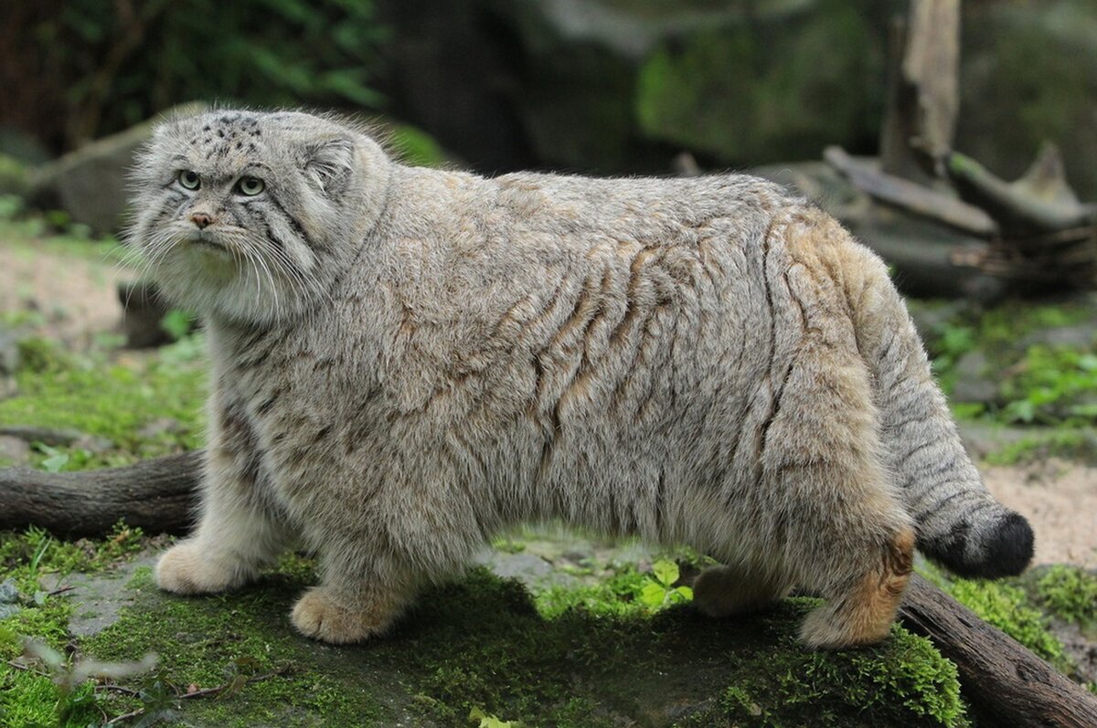 Дикие Сибирские кошки | сибирь удивительная | Дзен