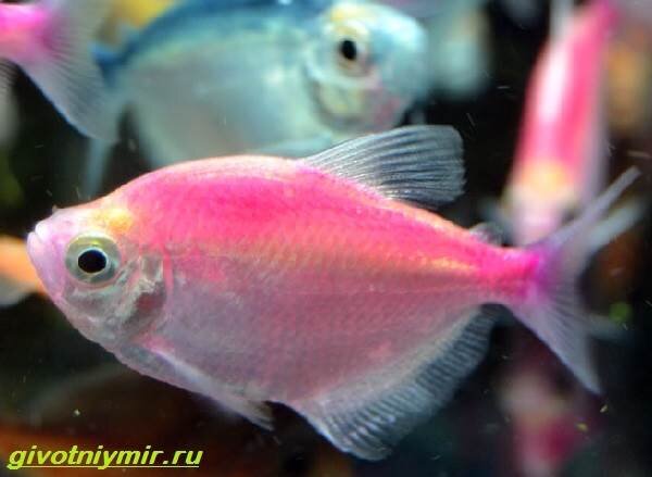 Купить Тернеция GloFish в Москве за руб. Артикул Gymnocorymbus ternetzi GloFish