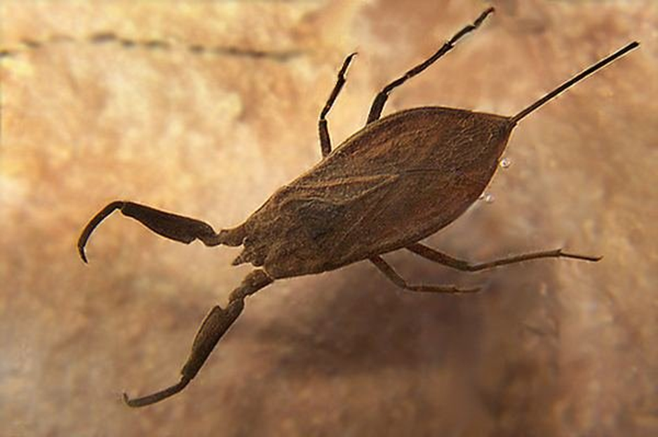 Насекомое с длинным тонким хвостом. Водяной Скорпион NEPA cinerea. NEPA cinerea (обыкновенный водяной Скорпион). Водяной клоп ранатра. Жук водяной клоп.