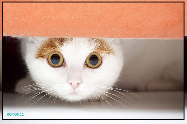 Кошка в стрессе отказывается от еды