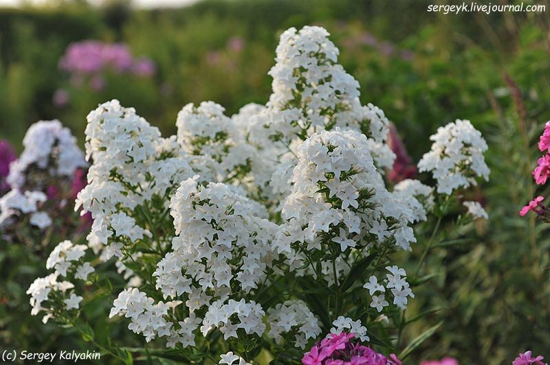 Флокс царевна лебедь фото