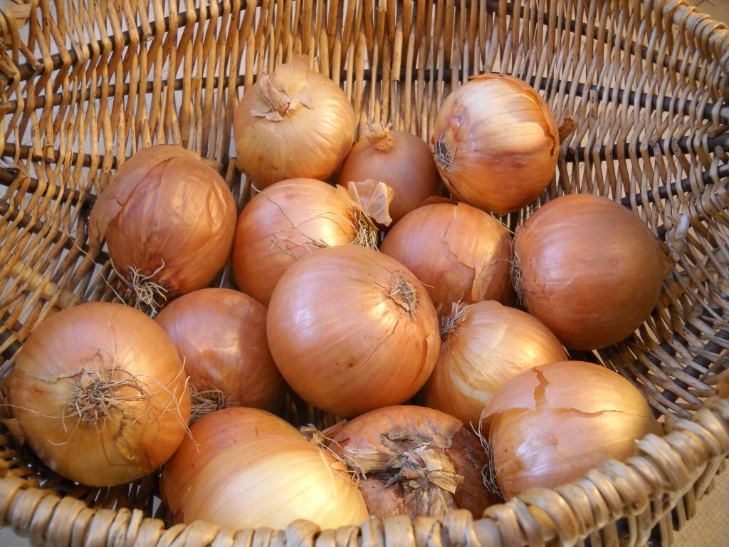 Южный лук. Лук-севок штутгартер ризен. Лук севок на репку. Лук репка 1кг. Лук севок голландский.