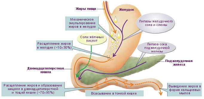 Чем понизить кислотность в желудке домашних условиях?