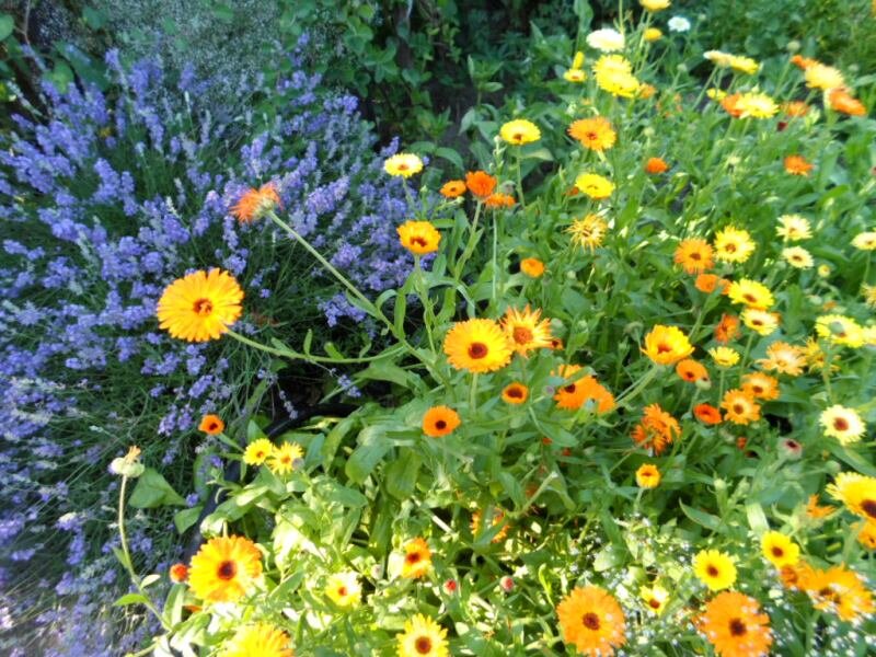 Циния (63 фото): примеры цветов и декоративные клумбы в саду. Однолетние и многолетние сорта. Посадка и уход, болезни и вредители