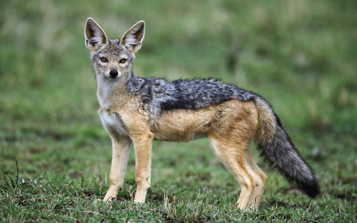 Здравствуйте, падальщиков вызывали?