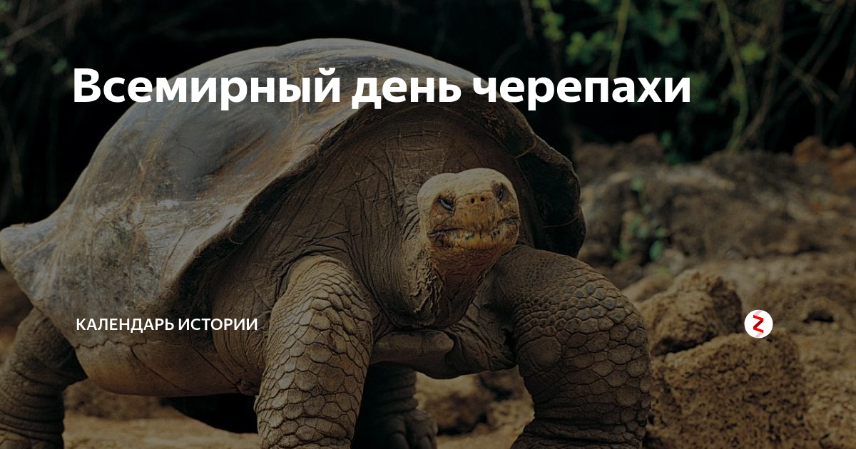 23 Мая 2021 Всемирный день черепахи. Спасем черепах слоганы. Календарь с черепахами. Праздничные дни в 23 мая 2021 Всемирный день черепахи.