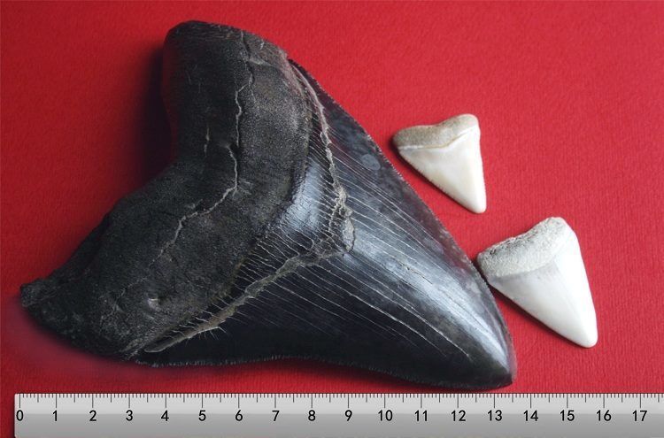 Зуб мегалодона по сравнению с зубами большой белой акулы. Источник изображения: arstechnica.com