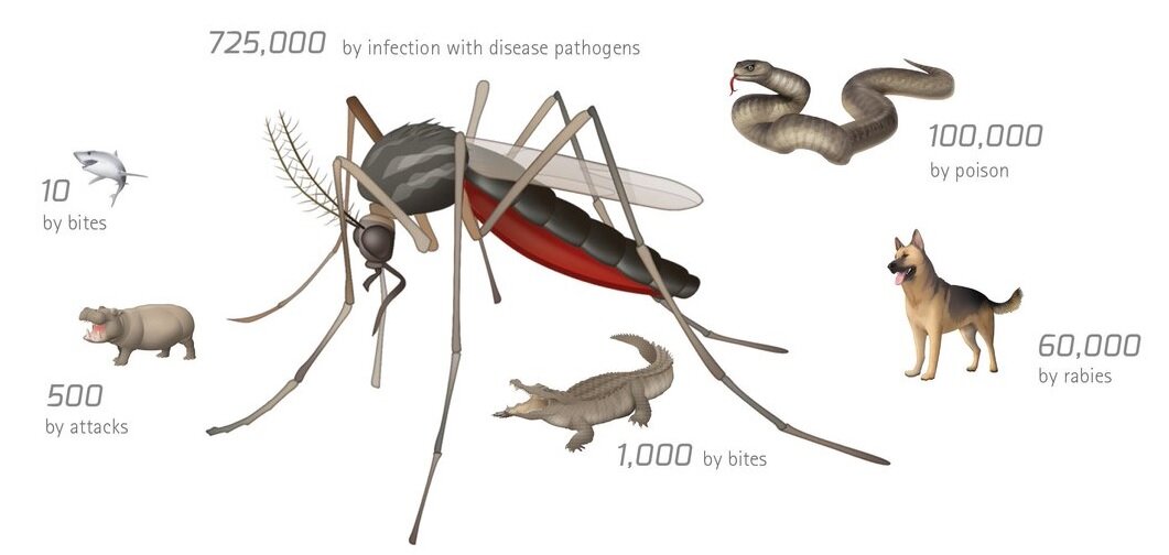 Фото 1 Самые опасные животные