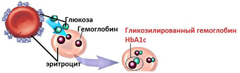 Процесс гликирования (гликозилирования)