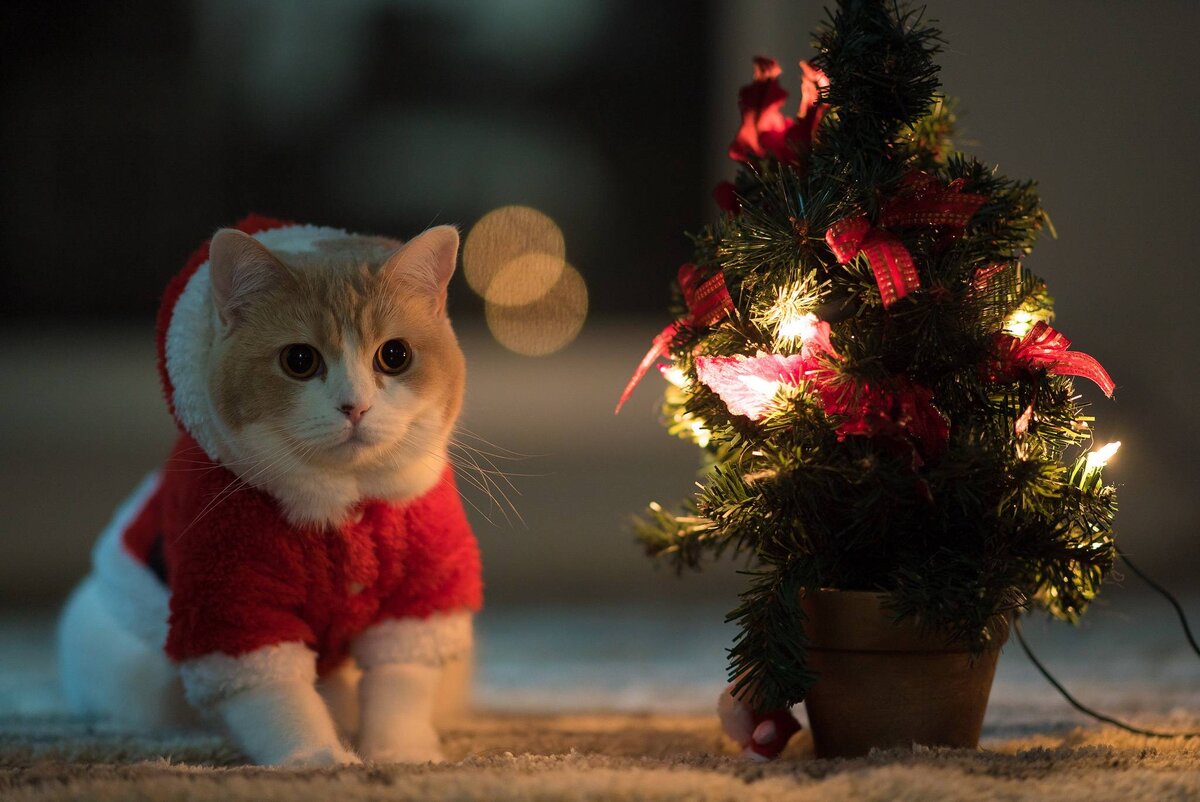 Источник: https://img.fonwall.ru/o/qi/kotenok-elka-novogodnee-nastroenie.jpg