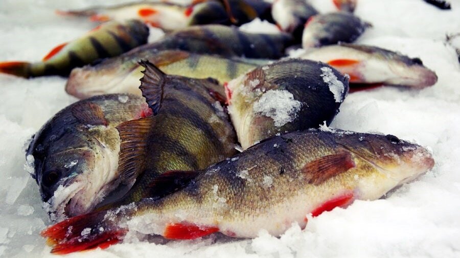 Крупный окунь со льда