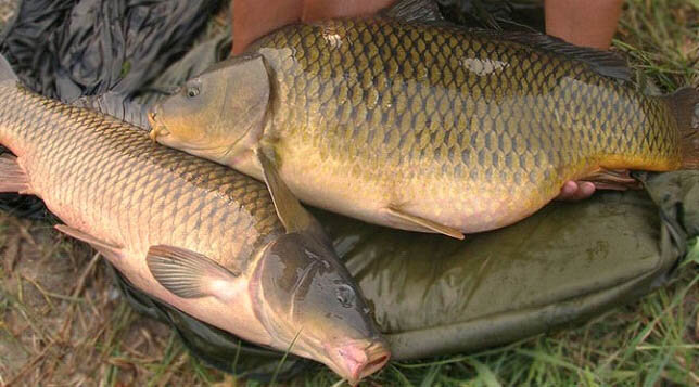 Карп – это хорошо, но хочется чего-нибудь более интересного, вроде сазана или белого амура