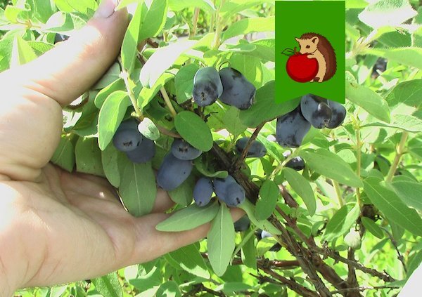 Фото: https://www.botanichka.ru/wp-content/uploads/2017/03/Lonicera-02.jpg
