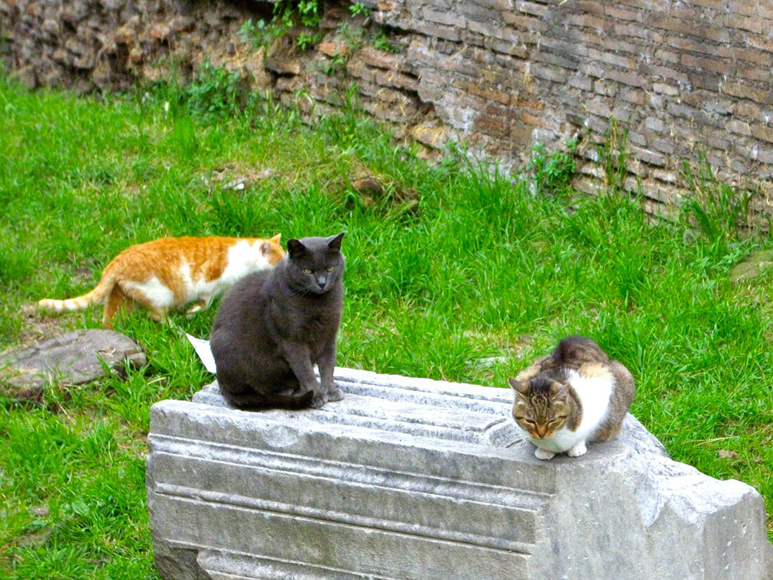 Фото: Luca Terzaroli, https://www.flickr.com/photos/lucac4/3848545505/ (https://creativecommons.org/licenses/by/2.0/)