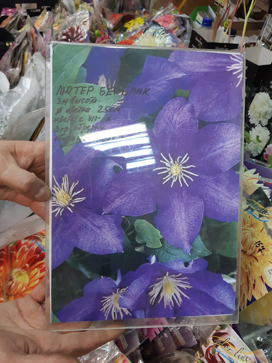                                                   Сорт: Лютер Бербанк