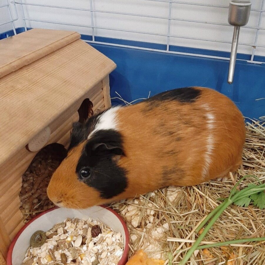 Знакомьтесь: это Черчи.