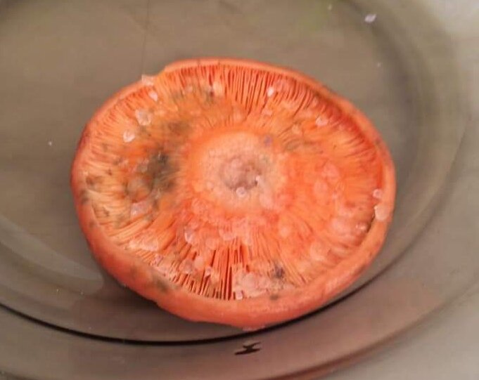 Гриб, соль и лесная приправа: что может быть натуральнее?