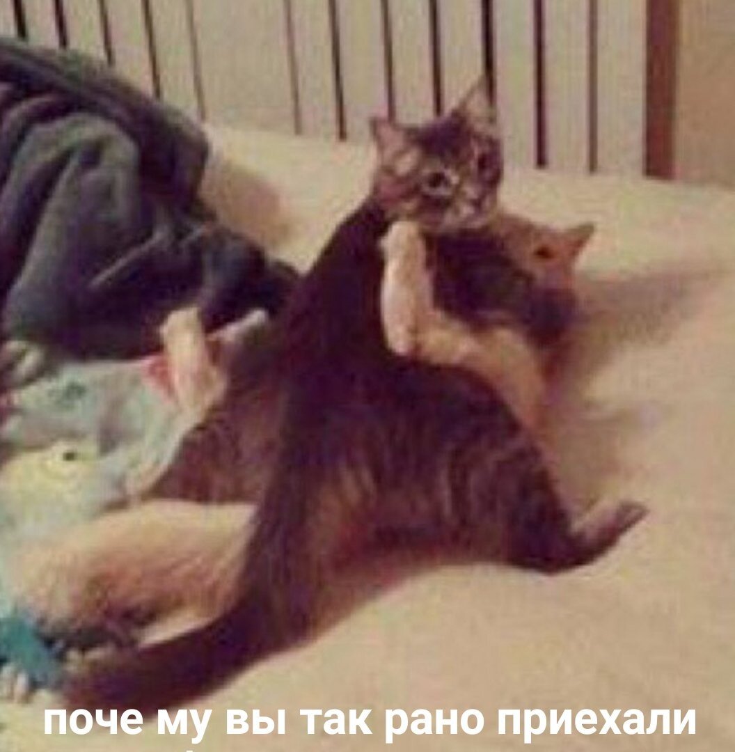 закрой дверь прикол. закрывайте двер. дверь закрой коты. дверь закрой коты. кошки угар.