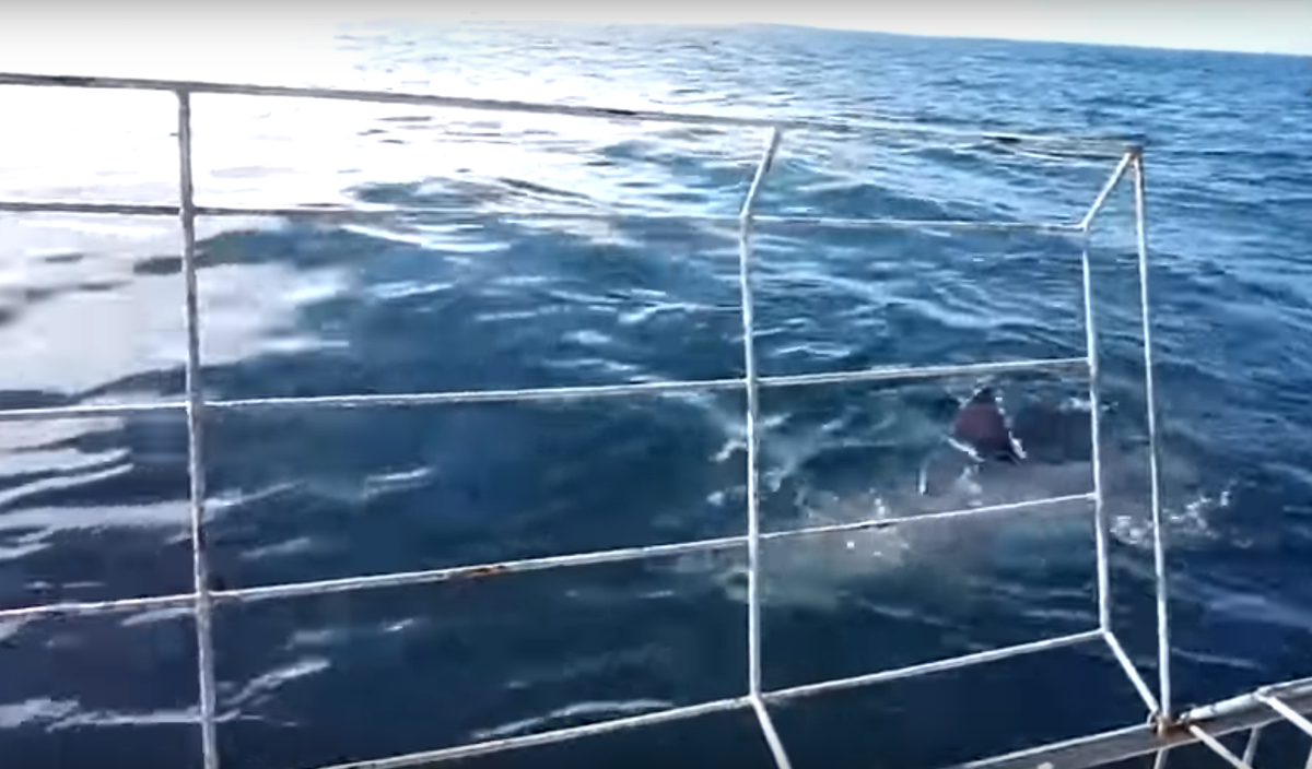 Акула стала плыть за катером рыбака.