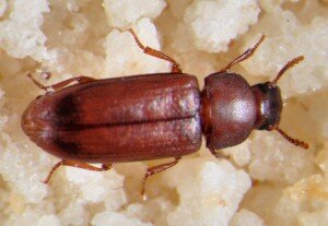 Так выглядит мучной хрущак под микроскопом