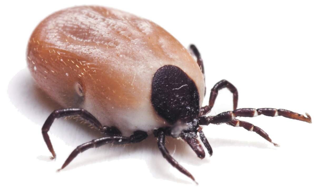 Напившийся крови клещ