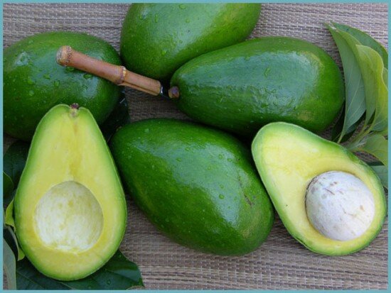 Флоридское авокадо