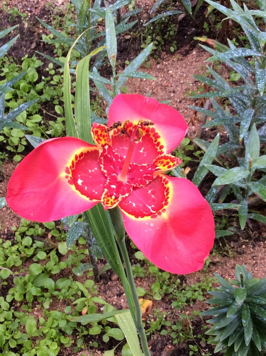  Тигридия. Август 2019. Сорт лилацеа.