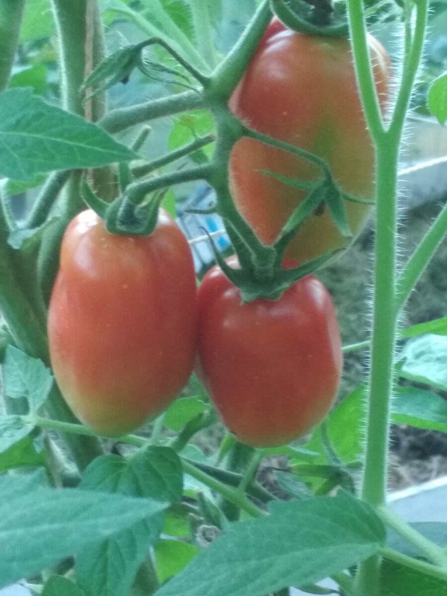 Сорт Дамский угодник