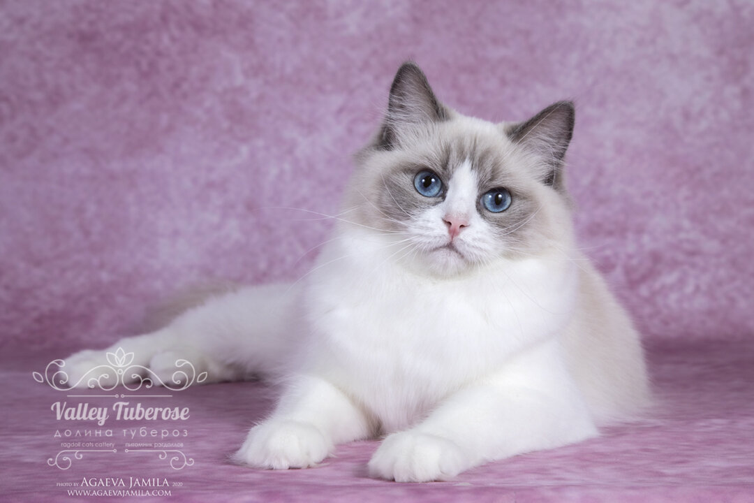 кошка рэгдолл голубой биколор Amina Air One
