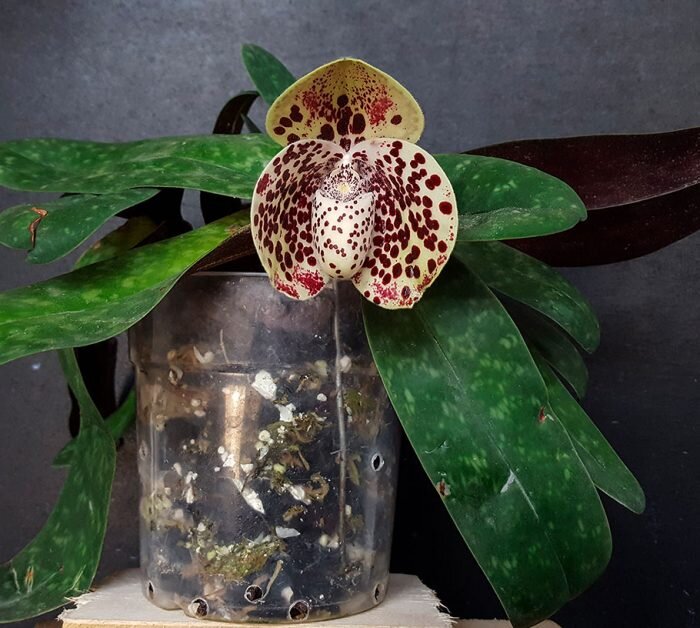 Травянистый многолетник орхидея пафиопедилум (Paphiopedilum), либо Венерин башмачок, либо пафиопедилюм, является представителем семейства Орхидные. В природных условиях такое растение можно повстречать на территории Суматры, Новой Гвинеи, Китая, Индии, Калимантаны, Филиппин, Малайзии, Таиланда и Китая. Научное название такого растения было сформировано от топонима Пафоса (мифической родины богини Венеры), а также слова, которое переводится как «башмачок, сандалия». Пафиопедилум дословно в переводе означает «башмачок из Пафоса», это связано с тем, что цветки такой орхидеи имеют форму схожую с женской туфелькой.
Впервые это растение было обнаружено Натаниэлом Валлихом в 1816 г, при этом в 1820 г оно в первый раз расцвело в культуре, а точнее, в Ливерпульском ботаническом саду. Уже в начале 21 века специалисты дали описание примерно семидесяти видам орхидеи пафиопедилум. При этом часть данных видов пользуется большой популярностью среди цветоводов. Однако культивируют в комнатных условиях не только видовые, но и сортовые орхидеи, а еще искусственные и естественные гибриды (грексы).
Содержание [показать]Краткое описание выращивания
Цветение. Впервые куст зацветает на 6–7 году роста. Продолжительность цветения ― до 6 месяцев.
Освещенность. Оптимальная длительность светового дня ― 12 ч. Малоцветковые и пестролистные разновидности лучше всего себя чувствуют в небольшом затенении, при этом многоцветковым и зеленолистным ― необходимо большое количество рассеянного яркого света.
Температурный режим. Он зависит от сорта, но чаще всего в холодное время года ― 17–19 градусов, а в весенне-летний период ― 20–23 градуса. Помните о том, что такая орхидея нуждается в суточном перепаде температур: ночью в комнате должно быть на 3–4 градуса холоднее, чем днем.
Полив. На протяжении вегетационного периода субстрат в горшке увлажняют систематически, сразу же после просыхания верхнего слоя. А в течение периода покоя куст следует поливать только тогда, когда субстрат полностью просохнет.
Влажность воздуха. Она должна быть повышенной. Помните о том, что чем выше температура воздуха в комнате, тем больше должна быть и его влажность.
Удобрение. Подкармливают в период вегетации: удобрения вносят в субстрат 1 раз в 2 недели, при этом поочередно используют органику и минеральные комплексы в половинной дозировке. В течение периода покоя подкармливать куст нельзя.
Период покоя. Не выражен ярко. Когда растение отцветет, ему надо дать отдохнуть. Для этого его переставляют в прохладное место, не подкармливают и редко поливают. 6 недель ― минимальное время отдыха орхидеи.
Пересадка. Проводят ее в весеннее время. Пока куст молодой его пересаживают каждый год, а более взрослые экземпляры ― 1 раз в 2–3 года.
Размножение. Делением куста.
Заболевания. Различные грибковые болезни, чаще всего гнили.
Вредители. Паутинный клещ, щитовка и мучнистый червец.
Особенности орхидеи пафиопедилум
У орхидеи пафиопедилум имеется хорошо развития корневая система. Длина листовых пластин может варьироваться от 5 до 60 сантиметров, причем форма у них бывает широколинейной, ремневидной либо продолговатой. Листья сближены в двухстороннюю розетку. Они обладают однотонным зеленым окрасом, однако иногда на листовых пластинах имеется мраморный узор более темного оттенка.В высоту цветоносы могут достигать 4–60 сантиметров. Как правило, на них образуются одиночные цветки. Однако существуют виды и разновидности, у которых формируется 2–30 больших цветков, располагающихся поочередно на одной цветочной стрелке. Как правило, цветок обладает широким верхним парусом насыщенного окраса. Парус может иметь форму козырька и прикрывать репродуктивные органы и внутреннюю часть губы, не позволяя воде попадать на них. Имеется 3 пыльника, из которых плодоносные лишь 2. А один пыльник видоизменен в щитовидное тело, которое закрывает репродуктивные органы цветка.Большая часть видов данной орхидеи являются литофитами, а это значит, что они предпочитают расти на каменистом грунте либо на скальной породе. Есть 3 вида, которые относятся к полуэпифитам (могут расти в земле и паразитировать на деревьях), а еще 2 вида ― это литофиты (растут исключительно на деревьях). Также среди многообразных видов пафиопедилума встречаются и кальцефилы, предпочитающие расти на меловой и известняковой почве.
Watch this video on YouTube
Пафиопедилум _ Всё об уходе _ Секреты цветения _


Уход за пафиопедилумом в домашних условиях
Орхидея пафиопедилум ― это довольно капризное и требовательное к условиям выращивания растение. Однако если вы не боитесь трудностей, тогда просто изучите все предпочтения данного растения и узнайте, как за ним правильно ухаживать. Этого будет достаточно, чтобы украсить свой дом таким необычным цветком.Освещенность
Оптимальное освещение такой орхидеи напрямую связано с видом или сортом:
яркое рассеянное освещение необходимо зеленолистным растениям, а также тем, у которых на цветоносе формируется большое количество цветков (предпочтительны окна южной, восточной и западной ориентации);
на северном окне в затенении предпочитают расти малоцветковые и пестролистные виды и сорта.
Продолжительность светового дня для орхидеи пафиопедилум составляет 12 ч. В связи с этим зимой, когда дни короткие, кусты нуждаются в обязательной досветке.Температурный режим
Все виды и сорта данного растения разделяют на четыре группы по степени теплолюбивости:пестролистные кусты хорошо себя чувствуют при температуре воздуха 18 градусов ― в зимнее время и 23 градуса ― летом;
орхидеи, листва у которых зеленая и узкая, нуждаются в температуре воздуха на 2 градуса ниже по сравнению с пестролистными;
кусты, которые цветут непрерывно, в летнее время хорошо растут при температуре 22 градуса, а в зимнее ― 19 градусов;
растения с зеленой широкой листвой содержат зимой при температуре 17 градусов, а летом ― 20 градусов.
Несмотря на то, что разница между температурами несильно ощутима, однако для того чтобы куст развивался и рос в пределах нормы она очень важна. Также запомните, что орхидея нуждается в обязательном перепаде температур в течение суток: разница между температурами днем и ночью должна быть 3–4 градуса.Полив пафиопедилума
Полив должен быть систематическим. При этом увлажняют субстрат в горшке только после того, как просохнет поверхность субстрата. На протяжении вегетационного периода поливы должны быть более частыми и их проводят сразу же после незначительного просыхания верхнего слоя субстрата. Незадолго до начала формирования бутонов, субстрат в горшке увлажняют только тогда, когда он просохнет на приличную глубину. Дело в том, что небольшая засуха способствует стимуляции цветения.Когда растение находится в состоянии покоя, полив проводят только тогда, когда субстрат просохнет полностью. А после того, как на кусте покажутся молодые ростки, его начинают увлажнять с такой же частотой, что и летом. Особое внимание поливам следует уделить в период роста молодых розеток, в это время куст нуждается в большем количестве влаги.Поливать пафиопедилум можно только хорошо отстоявшейся (не менее 3 суток) или отфильтрованной водой, температура которой должна быть близка к комнатной. Если на листовые пластины попадут капельки воды, то после их высыхания на этом месте останутся пятнышки. Чтобы этого не допустить, рекомендуется использовать нижний полив. Для этого горшок вместе с цветков погружают в глубокую емкость с водой. Для того чтобы кора не уплыла, ее предварительно прижимают грузом, а еще на субстрат можно надеть сеточку.
Watch this video on YouTube
Как поливать орхидеи. Часть 4. Как поливать пафиопедилум (Paphiopedilum).


Влажность воздуха
Помните о том, что чем теплее в комнате, тем выше должен быть уровень влажности воздуха. Как правило, цветок нормально себя чувствует при уровне влажности в 40–50%. Однако если в комнате очень жарко, то влажность придется повысить до 60–70%.Подкормка
На протяжении периода вегетации данная орхидея нуждается в обязательных подкормках, причем следует поочередно использовать комплексные минеральные удобрения и органику. Подкармливать кусты нужно 1 раз в 15 дней, при этом дозировку удобрения используют в 2 раза меньше, чем это указано на упаковке производителем. Не вносите в субстрат слишком много удобрений, так как это может стать причиной того, что растение заболеет. В период цветения либо покоя все подкормки прекращают.Пересадка пафиопедилума
₽


Аль­фа-Банк: Кре­дит от 6,5%
alfabank.ru
Оставьте заявкуРешение за 2 минутыДо 5 000 000 ₽До 5 лет
Удобное моб. приложениеБолее 17 000 банкоматовШирокая сеть отделений

Перейти

Финансовые услуги оказывает: АО "АЛЬФА-БАНК"
Финансовые услуги оказывает: АО

Пока куст молодой, его пересадку проводят регулярно 1 раз в год в весеннее время. Взрослые кусты пересаживают только тогда, когда в этом есть необходимость (в среднем 1 раз в 2 или 3 года). Как правило, пересадку подросшей орхидеи проводят в том случае, если ее корни не помещаются в горшок или на них появилась гниль, а еще если она страдает от перенесенного заболевания.Особое внимание стоит уделить выбору горшка. Лучше если он будет изготовлен из пластика или глины (не глазурованный изнутри). Почвосмесь должна быть легкой и рыхлой, нейтральной либо слабокислой реакции. При желании можно купить готовую земляную смесь в специализированном магазине, а также ее можно приготовить и самостоятельно: возьмите по 1 части торфа и древесного угля, а еще 5 частей древесной коры хвойных культур. Также можно использовать субстрат, состоящий из коры хвойных деревьев, пенопласта, перлита (удерживает влагу), измельченного сфагнума и известняка (5:1:1:1:1). Обратите внимание на подготовку коры: ее следует хорошенько промыть и на двое суток поместить в емкость с водой. За это время она успеет вобрать в себя нужное количество влаги. Выньте кору из воды и вновь ее промойте. Только после этого ее можно соединять с другими компонентами.Сделайте на дне горшка хороший слой дренажа, толщина которого должна быть примерно 20 мм. Для этого можно использовать керамзит либо мелкий гравий. После этого дренаж засыпают слоем пенопласта либо корой крупной фракции. Затем проводят пересадку орхидеи путем перевалки, далее корешки засыпают корой средней фракции, а потом горшок заполняют смесью коры мелкой фракции с иными компонентами.
Watch this video on YouTube
Пересадка пафиопедилума. Орхидея венерин башмачок.


Способы размножения
Растущую в комнатных условиях орхидею пафиопедилум, как правило, размножают делением. Проводят деление куста совместно с пересадкой в весеннее время. Обратите внимание, что на каждой деленке, отрезанной от родительского куста, должно быть минимум 3 побега.Деление куста орхидеи пошагово:хорошо увлажните субстрат в горшке, после чего выньте из него куст;
осторожно удалите с корневой системы остатки субстрата;
при помощи заранее простерилизованного острого инструмента вырежьте засохшие корни либо загнившие участки, причем надо обязательно захватывать часть здоровой ткани;
растение делят на нужное количество частей;
проводят обработку мест разломов, срезов, а еще ранок, для этого используют активированный либо древесный уголь, измельченный в порошок;
деленки надо посадить в отдельные горшочки, на дне которых обязательно делают дренажный слой.
На протяжении первых 15 дней высаженные кустики держат в тепле (от 21 до 22 градусов), при этом все поливы запрещены. Однако при помощи мелкодисперсного опрыскивателя необходимо регулярно увлажнять воздух вокруг куста. Когда кустики укоренятся, им обеспечивают такой же уход, как и взрослым растениям.
Watch this video on YouTube
Орхидея Пафиопедилум.Пересадка и деление.


Цветение пафиопедилума
Уход во время цветения
Если за орхидеей пафиопедилум правильно ухаживать и обеспечить ей оптимальные условия для роста, тогда она будет цвести каждый год, да еще и в одно и то же время. Именно из молодой образованной в течение текущего сезона розетки наблюдается появление цветоноса. О том, что куст готов к цветению можно понять по следующему признаку: в точке роста сформируется листовая пластина, которая после того как дорастет до определенного размера, прекратит свое развитие. Однако формирование сигнальной листовой пластины не говорит о том, что орхидея обязательно начнет цвести. Но если вы обеспечили ей правильный уход, тогда укороченная пластина со временем станет более плотной и сформирует бутон. Как только это произойдет, не переставляйте растение и лучше вообще его не трогайте. Дело в том, что если куст приготовился к цветению, то это значит, что его вполне устраивает тот микроклимат, в котором он находится, а его перестановка на другое место может только все испортить. Помните о том, что каждая из розеток способна зацвести лишь 1 раз.Уход после цветения
Сразу после того как цветение закончится, растению обеспечивают хороший отдых, чтобы оно смогло восстановить силы к началу периода вегетации. Для этого куст переставляют в более прохладное место (от 15 до 20 градусов), поливы должны стать более редкими, при этом удобрения в субстрат не вносят совсем. Несмотря на то, что пафиопедилум будет находиться в состоянии покоя, у него возле старой розетки образуется почка. Именно из нее в будущем сезоне вырастет молодая розетка и цветонос.
Как только появится молодой росток, кусту следует обеспечить тот температурный режим, который характерен для него в период вегетации. Также постепенно возвращаются и к обычному режиму полива, а еще куст начинают подкармливать.
Watch this video on YouTube
Уход за орхидеей пафиопедилум. Как добиться цветения.


Болезни и вредители пафиопедилума
Если в комнате будет чрезмерно высокая влажность и довольно прохладно, то это может стать причиной развития грибкового заболевания на орхидеи пафиопедилум. Пострадавший куст следует опрыскать раствором фунгицида. При этом растению надо обеспечить оптимальные условия для роста, в противном случае проблема возвратится вновь.На пафиопедилуме могут поселиться такие вредители, как: мучнистые червецы, щитовки и паутинные клещи. Как правило, червецы и щитовки селятся на изнаночной поверхности листовой пластины. При обнаружении вредителей их убирают с растения ватной палочкой, смоченной в растворе мыло высокой концентрации либо в спирте. После этого куст хорошенько промывают под теплым душем. Однако если принятые меры окажутся низкоэффективными, тогда орхидею нужно будет обработать инсектицидным средством.Меры борьбы с паутинными клещами совершенно другие. Дело в том, что они имеют настолько небольшой размер, что их практически невозможно разглядеть невооруженным взглядом. Понять, что клещи поселились на цветке, можно по бледно-желтым пятнам в местах проколов, а также по тоненькой паутинке на листве. При обнаружении вредителя куст промывают под теплым душем, ждут, пока он хорошо просохнет, а затем опрыскивают его раствором Карбофоса, Актеллика либо Фитоверма. Так как эти ядохимикаты очень токсичны, то проводить обработку рекомендуется в хорошо проветриваемом помещении либо на улице.
Watch this video on YouTube
Спасаю Орхидею Пафиопедилум -Венерин Башмачок!


Сорта пафиопедилума с фото и названиями
Ниже будут описаны те сорта орхидеи пафиопедилум, которые пользуются наибольшей популярностью у цветоводов.Пафиопедилум абрикосовый (Paphiopedilum armeniacum)
Родом этот вид из горных областей Китая. Длина зеленых листовых пластин около 15 сантиметров, на лицевой поверхности имеется мраморный узор темно-зеленого оттенка, при этом на изнаночной стороне ― точечный рисунок темно-красного цвета. На поверхности зеленого цветоноса есть опушение и точки пурпурного окраса. Цветение начинается в первой половине декабря, а заканчивается ― в начале марта. Цветки в поперечнике достигают около 11 сантиметров, они окрашены в насыщенно-желтый цвет. Губа у них округлая, а лепестки по кромке волнистые.Пафиопедилум Эпплтона (Paphiopedilum appletonianum)
Родиной такого тенелюбивого вида является Таиланд, Вьетнам, Китай, Камбоджи и Лаос. При этом он предпочитает расти на пнях и камнях, которые покрыты мхом. Плотные, узкие и длинные листовые пластины окрашены в насыщенно-зеленый цвет, причем в некоторых случаях на их поверхности имеются мраморные разводы. В весеннее время на кусте распускаются цветки, в поперечнике достигающие около 10 сантиметров, лепестки фиолетово-лилового окраса вытянутой формы. Их украшают зеленые крапинки.Пафиопедилум бородатый (Paphiopedilum barbatum)
Данный вид пользуется очень большой популярностью у цветоводов. Уже в 1869 г был получен первый гибрид ― Harrisianum. Длина листвы около 20 сантиметров, на зеленой поверхности располагается мраморный рисунок. Цветет вид в весеннее время. У каждого цветка у верхнего лепестка середка зеленоватая, а верхняя кромка белая, при этом вся поверхность расчерчена полосами пурпурного цвета. Приблизительно такого же окраса и боковые лепестки, однако они более блеклые. Лилово-красная губа у цветка довольно большая.Пафиопедилум грубоволосистый (Paphiopedilum villosum)
Родиной этого растения считается Индонезия и Индия. У такого сильнорослого вида длина цветоносов может доходить до 30 сантиметров. Продолжается цветение с осеннего и до весеннего периода. Коричневато-зеленый верхний лепесток больших цветков имеет белое окаймление. Другие лепестки обладают цветом охры с бледно-коричневым оттенком. При этом губа может быть бледно-коричневой или красноватой, причем ее поверхность испещрена тоненькими прожилками.Пафиопедилум замечательный (Paphiopedilum insigne)
В природе вид можно повстречать в Гималаях. Длина тоненьких листовых пластин около 30 сантиметров. Зацветает куст в сентябре, а отцветает ― в конце зимы. Имеется множество сортов этого вида с цветками самого разного окраса. Однако у самого эффектного сорта боковые лепестки окрашены преимущественно в кофейный оттенок, при этом середка верхнего лепестка желтая с крапинками бурого оттенка, а по кромке проходит широкое белое окаймление.Пафиопедилум Лоуренса (Paphiopedilum lawrenceanum)
Родина этого растения ― остров Борнео. Оно отличается от иных видов своей неприхотливостью в уходе и меньшей требовательностью к условиям выращивания. Длина зеленоватых листовых пластин около 15 сантиметров, на их поверхности есть разводы. Середка остроконечного верхнего лепестка зеленая и на ней имеются полосы, при этом ближе к кромке наблюдается плавный переход окраса в бледно-красный оттенок. Глянцевая губа окрашена в темно-красный цвет, при этом на кромке боковых лепестков имеется множество пятнышек бурого оттенка.Пафиопедилум наиволосистейший (Paphiopedilum hirsutissimum)
В природных условиях растение можно повстречать на территории Таиланда, Индии, Лаоса и Вьетнама. Куст украшен узенькими листовыми пластинами, при этом особый защитный чехол прикрывает основание цветоноса. В последние зимние недели на цветоносе раскрываются большие цветки, вся поверхность которых покрыта опушением. В самом начале цветения кромка верхнего лепестка ровная, а когда цветок начинает увядать, она становится волнообразной. Кромка у него зеленоватая, а середка ― коричневая. Боковые ярко-фиолетовые лепестки по кромке гладкие, при этом в середке они собраны в рюш.Пафиопедилум прелестный (Paphiopedilum venustum)
Вид встречается в Индии и Непале, при этом он предпочитает расти в лесистых горах. Удлиненно-эллиптические листовые пластины в ширину достигают около 50 мм. Они окрашены в зеленовато-серый оттенок, при этом на их поверхности имеется мраморный узор темного зеленого цвета. Длина цветоноса может составлять больше 20 сантиметров. У вида существует восемь разновидностей, причем все они различаются между собой окрасом цветков. У самой эффектной разновидности середка у боковых лепестков зеленая либо желтая, при этом по мере приближения к волнистой кромке окрас сменяется на бордовый с точечками темного оттенка по краям. На поверхности зеленоватого верхнего лепестка, имеющего треугольную форму, находятся четкие ровные полосы. Губа светло-бордовая и на ней имеется множество хаотично расположенных полосок. Ее изнаночная поверхность обладает бледно желтым окрасом.Пафиопедилум Деленати (Paphiopedilum delenatii)
Этот компактный вид родом из Вьетнама. Длина его удлиненно-ланцетных листовых пластин около 10 сантиметров, а их ширина ― до 4 сантиметров. На изнаночной поверхности листьев имеется мраморный узор, состоящий из пятнышек темного и светлого зеленого оттенка, при этом изнаночная сторона обладает лиловым отливом. Длина цветоносов около 25 сантиметров, на них распускаются 1 или 2 цветка, которые в поперечнике достигают около 80 мм. Губа и лепестки белые, при этом их поверхность усыпана бледно-фиолетовыми сливающимися крапинками.Пафиопедилум мелкоцветковый (Paphiopedilum micranthum)
В природных условиях растение можно повстречать на высоте 300–1600 метров над уровнем моря в Южном Китае и северной части Вьетнама. Несмотря на название вида, его душистые цветки довольно крупные: в поперечнике достигают 7–10 сантиметров, при этом их розоватая губа больше, чем у цветков всех остальных видов. Некрупные бархатистые листовые пластины украшены мраморным узором.Пафиопедилум снежный (Paphiopedilum niveum)
Родина такого растения ― Малайский полуостров, Калимантан и Бирма. Стебель у него почти невиден из-за множества зеленых листовых пластин, украшенных пятнами, причем изнаночная поверхность у них фиолетово-лиловая. Цветение наблюдается в летнее время. На одной цветочной стрелке раскрывается 1–2 цветка, в поперечнике достигающих около 70 мм, на поверхности всех лепестков имеются крапинки розового оттенка.Пафиопедилум хорошенький (Paphiopedilum bellatulum)
Встречается вид на территории Таиланда, Китая и Бирмы, причем он предпочитает расти на мшистых склонах и скалах. Его темная зеленая листва украшена зеленоватым крапом, а посередке у нее проходит продольная полоска более темного зеленого оттенка. В середине весны на цветоносе раскрываются 2 цветка белого окраса, которые в поперечнике достигают около 10 сантиметров. Их лепестки украшают хаотично расположенные маленькие пятна темного малинового оттенка.Помимо тех видов и сортов, что описаны выше, популярностью у цветоводов пользуются такие, как: пафиопедилум Годефрой и Ротшильда. Помимо этого довольно распространены гибриды этого растения, в частности пафиопедилум американский, а точнее, его сорт пафиопедилум Виниколор Мауди.