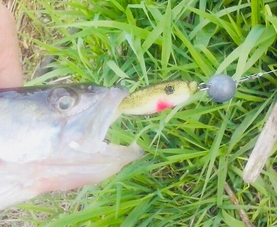 Весенний судачок 